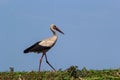 White stork, Ciconia ciconia bird is hunting on grassy swamp
