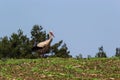 White stork, Ciconia ciconia bird is hunting on grassy swamp