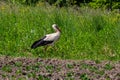 White stork, Ciconia ciconia bird is hunting on grassy swamp