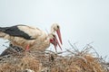 A white stork (Ciconia ciconia) bringing a mouse to the nest Royalty Free Stock Photo