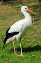 White Stork (Ciconia ciconia) Royalty Free Stock Photo