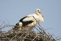 white stork / Ciconia ciconia Royalty Free Stock Photo