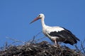 White stork / Ciconia ciconia Royalty Free Stock Photo