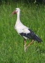 White Stork Ciconia ciconia