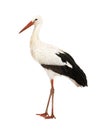 White Stork - Ciconia ciconia (18 months)