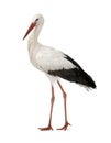 White Stork - Ciconia ciconia (18 months) Royalty Free Stock Photo