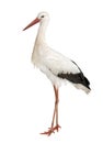 White Stork - Ciconia ciconia (18 months) Royalty Free Stock Photo