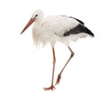 White Stork - Ciconia ciconia (18 months) Royalty Free Stock Photo