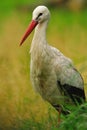 White Stork (Ciconia ciconia) Royalty Free Stock Photo