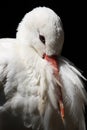 White stork, Ciconia ciconia Royalty Free Stock Photo