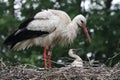 White Stork, Ciconia ciconia Royalty Free Stock Photo