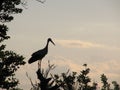 White stork (Ciconia Ciconia) Royalty Free Stock Photo