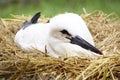 White Stork / Ciconia ciconia ( 8 weeks old ) Royalty Free Stock Photo