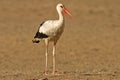 White stork (Ciconia ciconia) Royalty Free Stock Photo