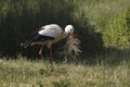 White Stork, ciconia ciconia, Adult, Carrying Nesting Materiel in Beak, Alsace in France