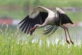 White stork, Ciconia ciconia. A bird in flight, landing on the river bank, overgrown with tall grass Royalty Free Stock Photo