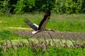 White stork, Ciconia ciconia bird is hunting on grassy swamp