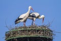 White stork (Ciconia ciconia)