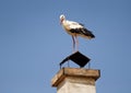 White Stork Royalty Free Stock Photo