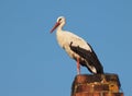 White Stork (Ciconia ciconia) Royalty Free Stock Photo