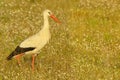 White Stork - ciconia ciconia - cegonha branca -bird
