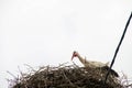 Stork Sitting on a Nest with Clouds on the Sky in the Background. Royalty Free Stock Photo