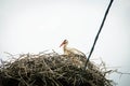 Stork Sitting on a Nest with Clouds on the Sky in the Background. Royalty Free Stock Photo