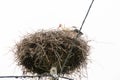 Stork Sitting on a Nest with Clouds on the Sky in the Background. Royalty Free Stock Photo