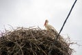 Stork Sitting on a Nest with Clouds on the Sky in the Background. Royalty Free Stock Photo