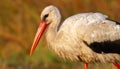 White stork, Ciconia ciconia. Close-up. A bird walks through the meadow in search of food. Dawn illuminates the model with warm Royalty Free Stock Photo