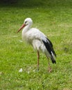 White Stork, Ciconia Ciconia, close-up portrait with defocused background, selective focus, shallow DOF Royalty Free Stock Photo