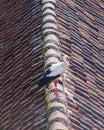 White Stork, Ciconia Ciconia, close-up portrait on roof with defocused background, selective focus, shallow DOF Royalty Free Stock Photo