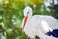 White Stork Ciconia Ciconia Closeup Portrait in Pond Royalty Free Stock Photo