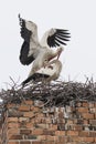White stork Ciconia ciconia, copulation of two adult storks, nest on the high old chimney, big white bird with long red beak Royalty Free Stock Photo