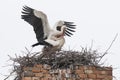 White stork Ciconia ciconia, copulation of two adult storks, nest on the high old chimney, big white bird with long red beak Royalty Free Stock Photo