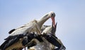 White stork Ciconia ciconia feeding its greedy young