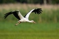 White stork flying above meadow with wings open in summer nature