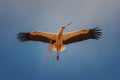 White stork Ciconia ciconia flying and entering the nest at sunset, Alfaro city, Spain Royalty Free Stock Photo