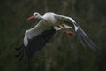 White Stork Ciconia ciconia flying in the rain. Noord Brabant the Netherlands, Europe.