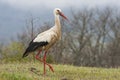 White Stork  Ciconia ciconia  foraging on the prairie Royalty Free Stock Photo