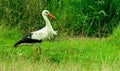 White stork hunting for grasshoppers Royalty Free Stock Photo