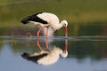 White stork Ciconia ciconia on hunting the lake Royalty Free Stock Photo