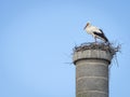 White stork Ciconia ciconia in its nest aganist blue sky Royalty Free Stock Photo