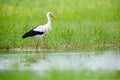 White stork, Ciconia ciconia, on the lake in spring. Stork in green grass. Wildlife scene from the nature. Beautiful bird in the w