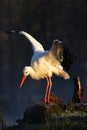 White stork, Ciconia ciconia, on the lake in spring. Stork with open wing. White stork in the nature habitat. Wildlife scene from Royalty Free Stock Photo