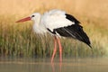 White stork, Ciconia ciconia, on the lake in spring. Stork with open wing. White stork in the nature habitat. Wildlife scene from