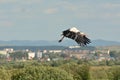 Ciconia ciconia - White stork