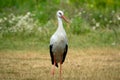 White stork bird Ciconia ciconiawalking in background of meadow with green grass and flowers. Royalty Free Stock Photo