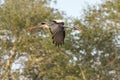 White stork Ciconia ciconia with large wings flying in the for Royalty Free Stock Photo