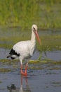 White stork - Ciconia ciconia Linnaeus